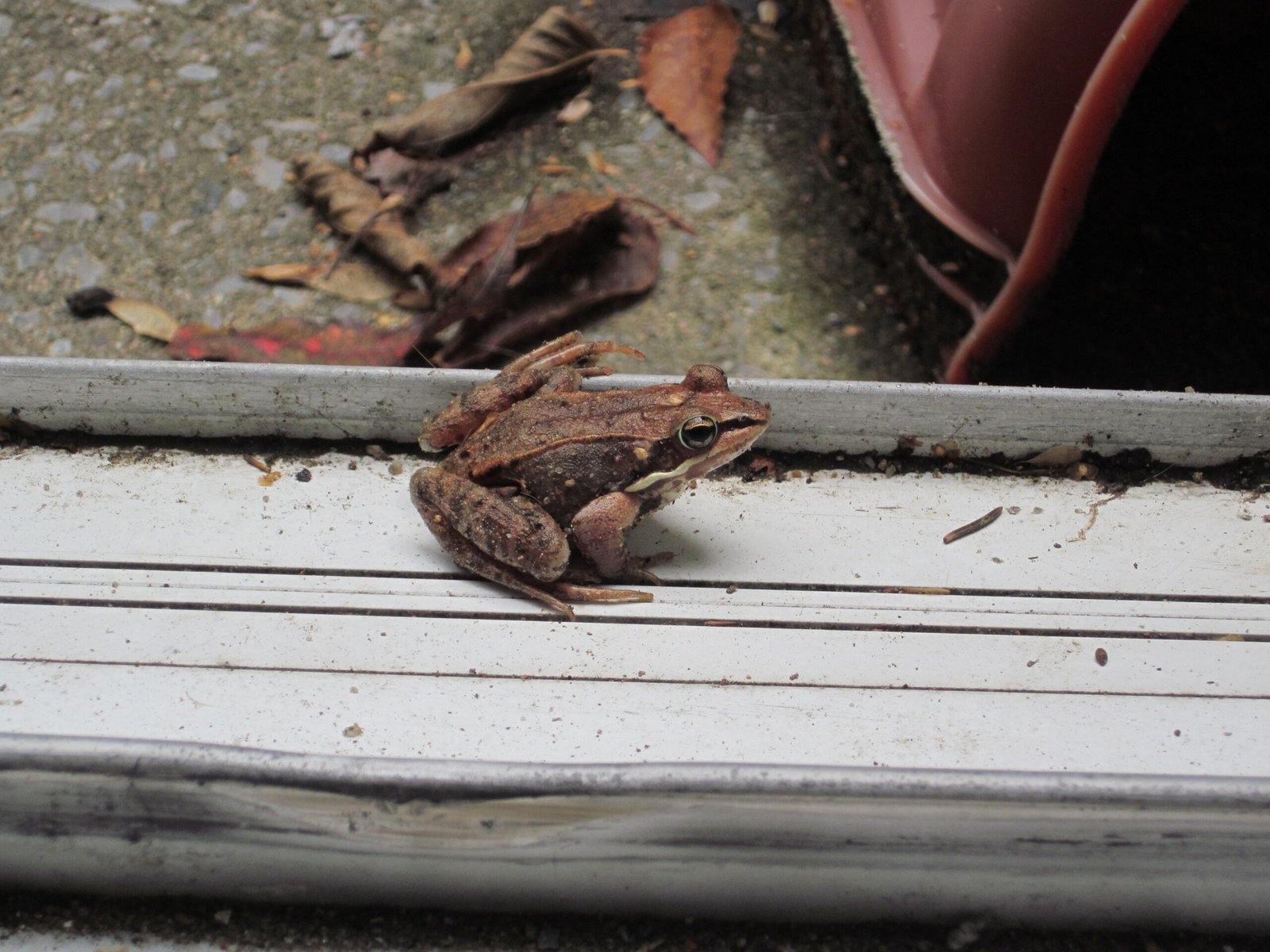 Evolution’s Masterpiece: How Did This Happen? (image credits: wikimedia)