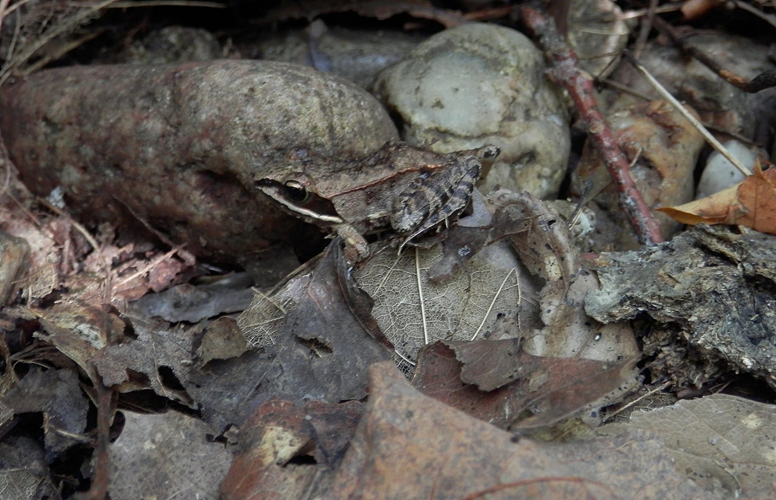 The Role of Glucose: Sweet Survival (image credits: wikimedia)