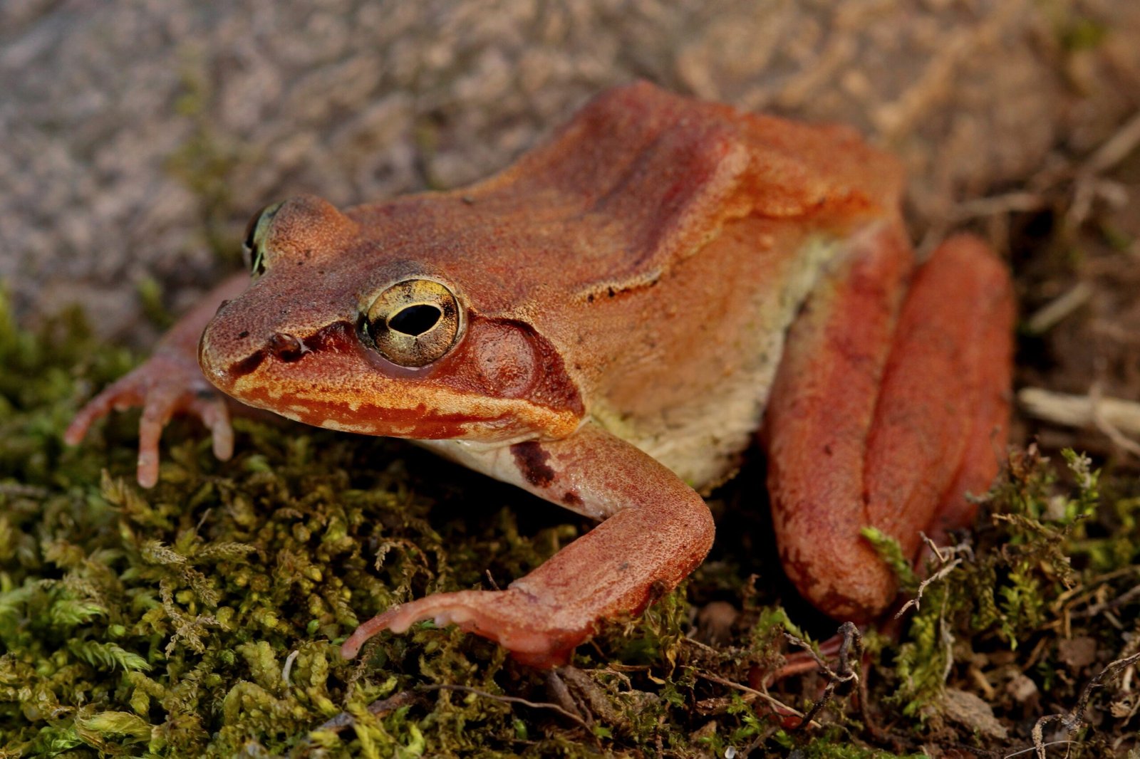 Climate Change: A New Challenge (image credits: wikimedia)