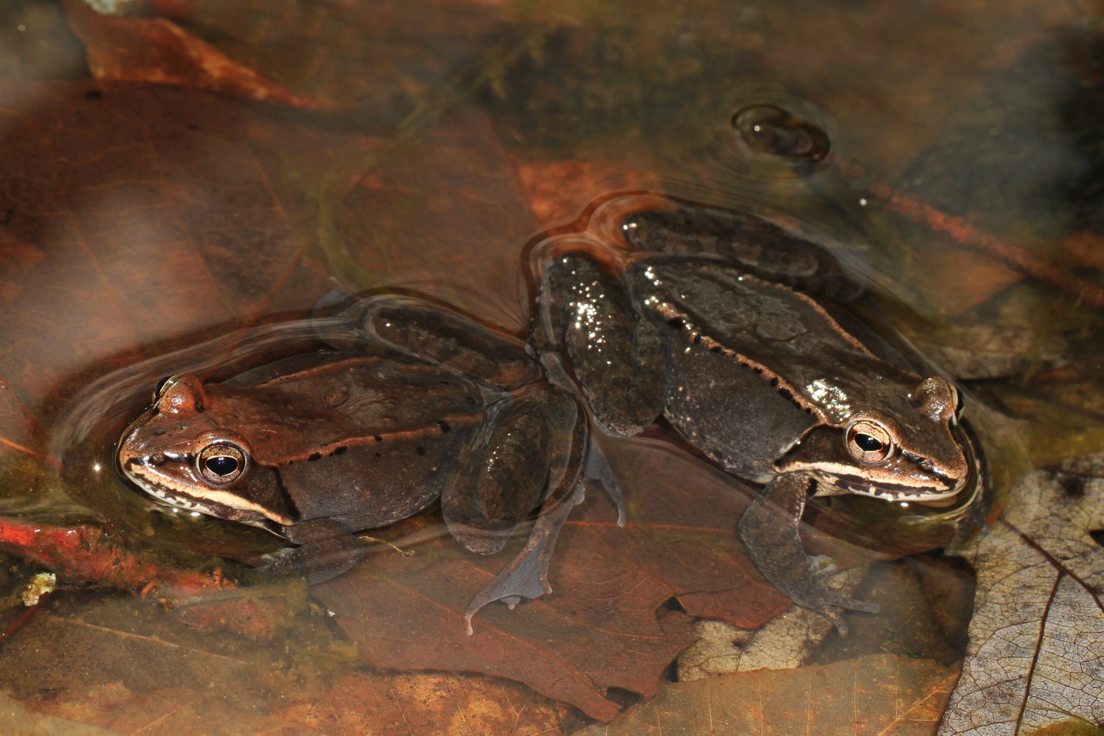 Lessons from the Wood Frog for Science (image credits: wikimedia)