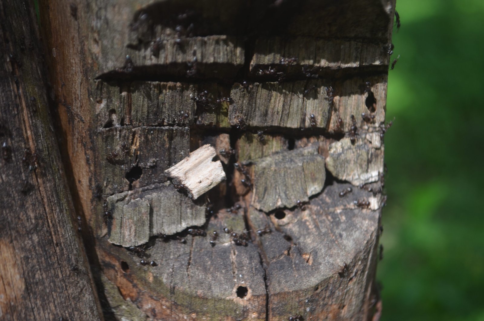 The Ants’ Side of the Story (image credits: wikimedia)