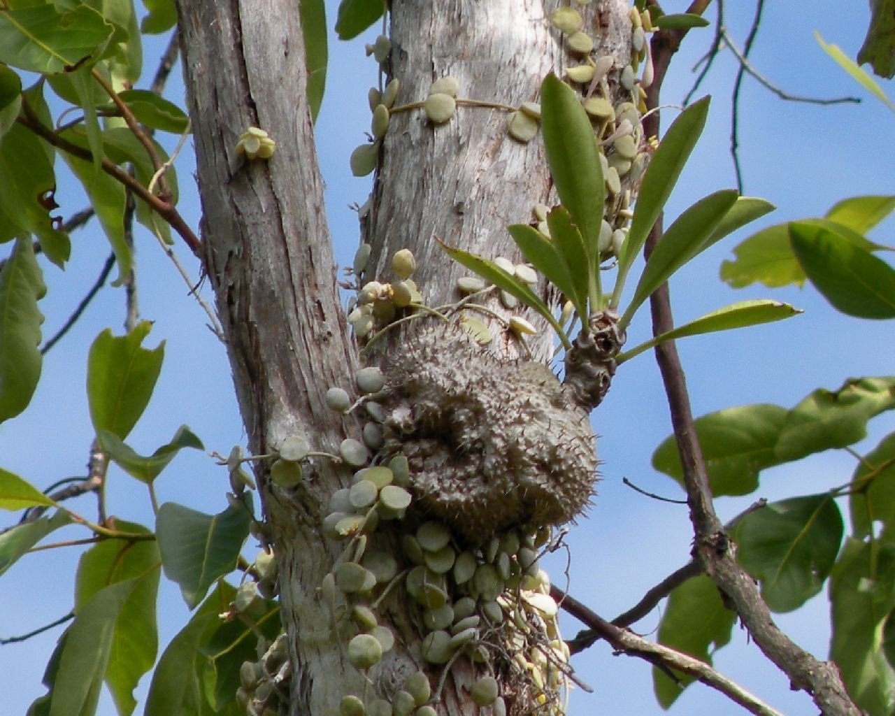 Other Trees with Ant Allies (image credits: wikimedia)