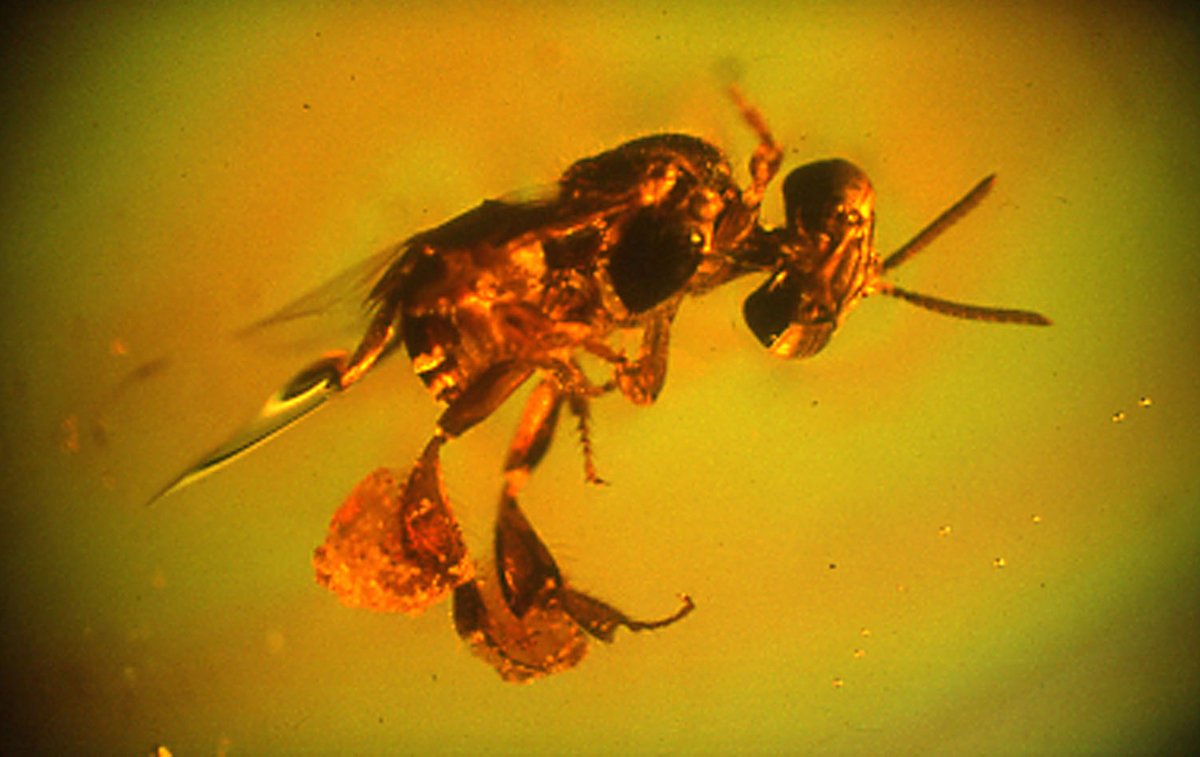 Insects and Amber: Tiny Time Travelers (image credits: wikimedia)