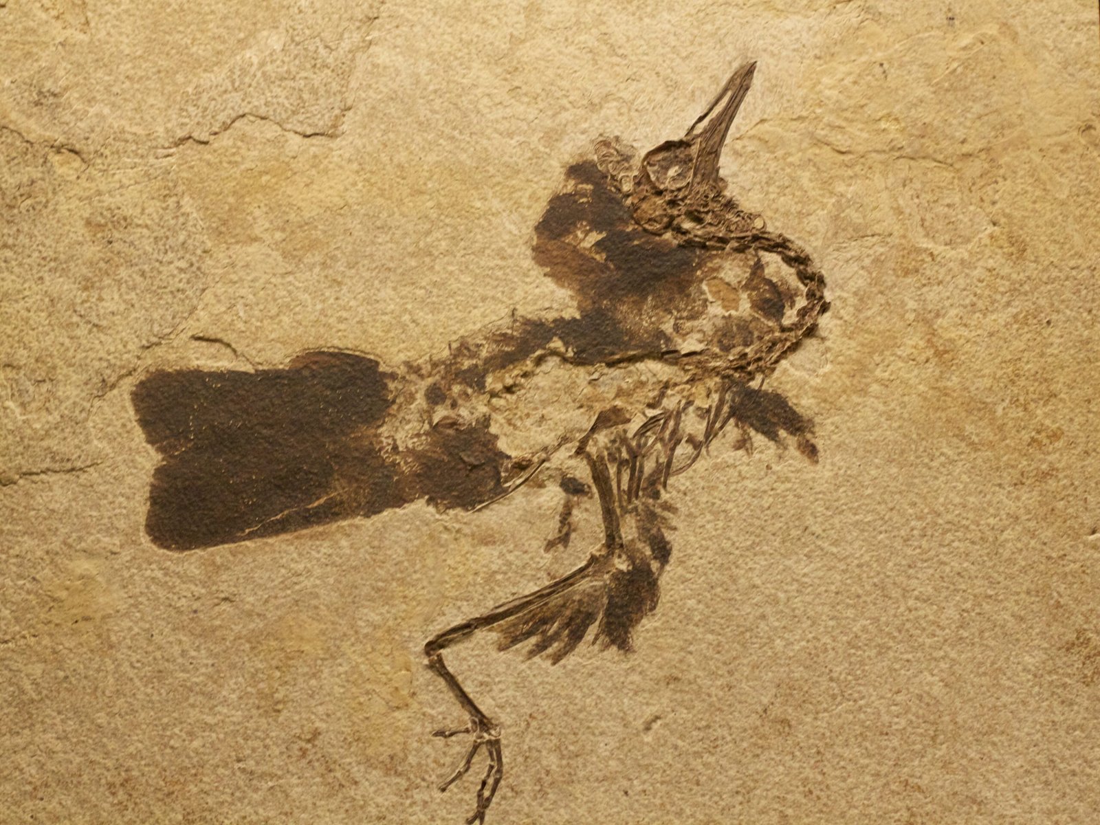 Bird Fossils: Messengers Across the Waves (image credits: wikimedia)