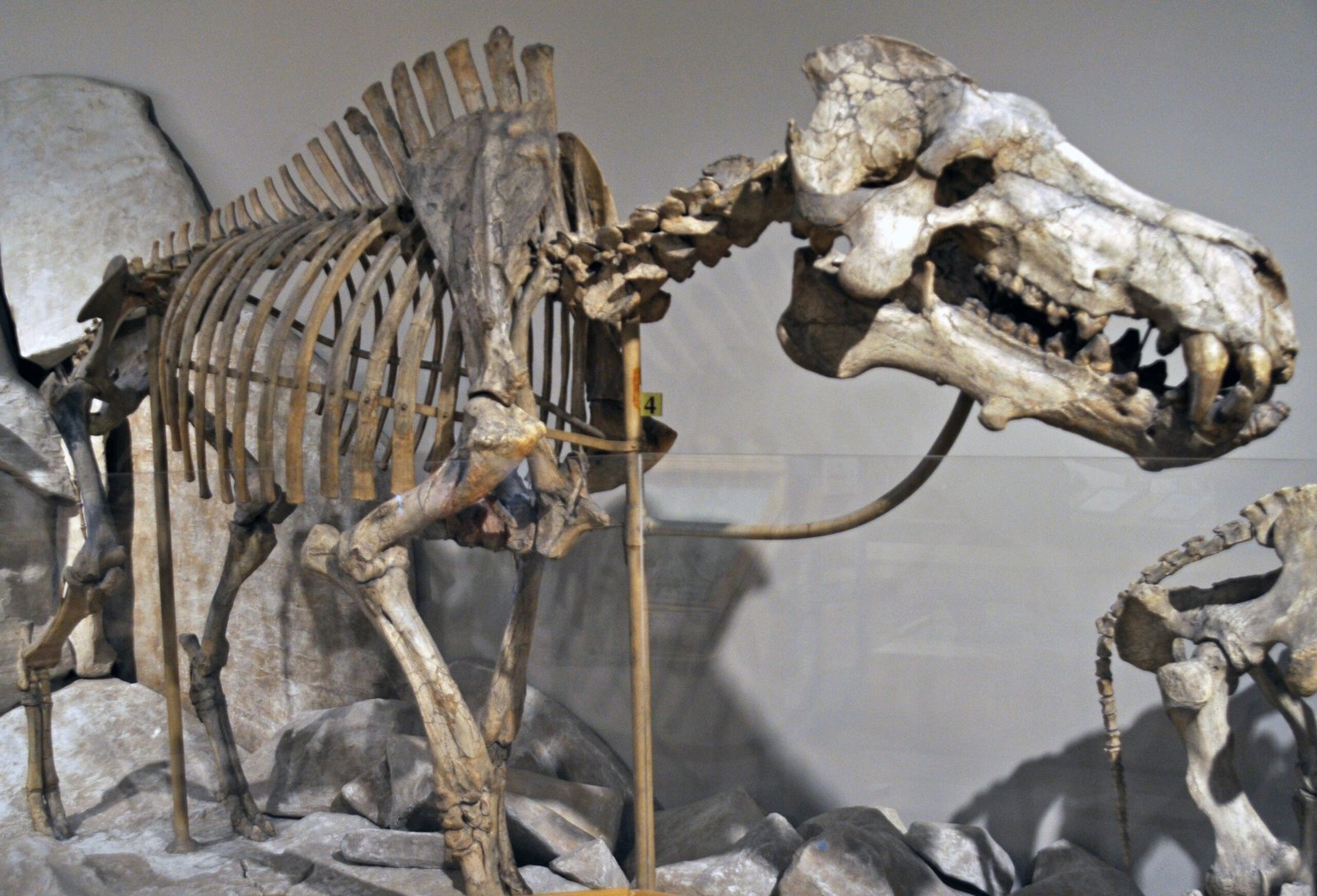 The Mystery of Mammal Fossils (image credits: wikimedia)