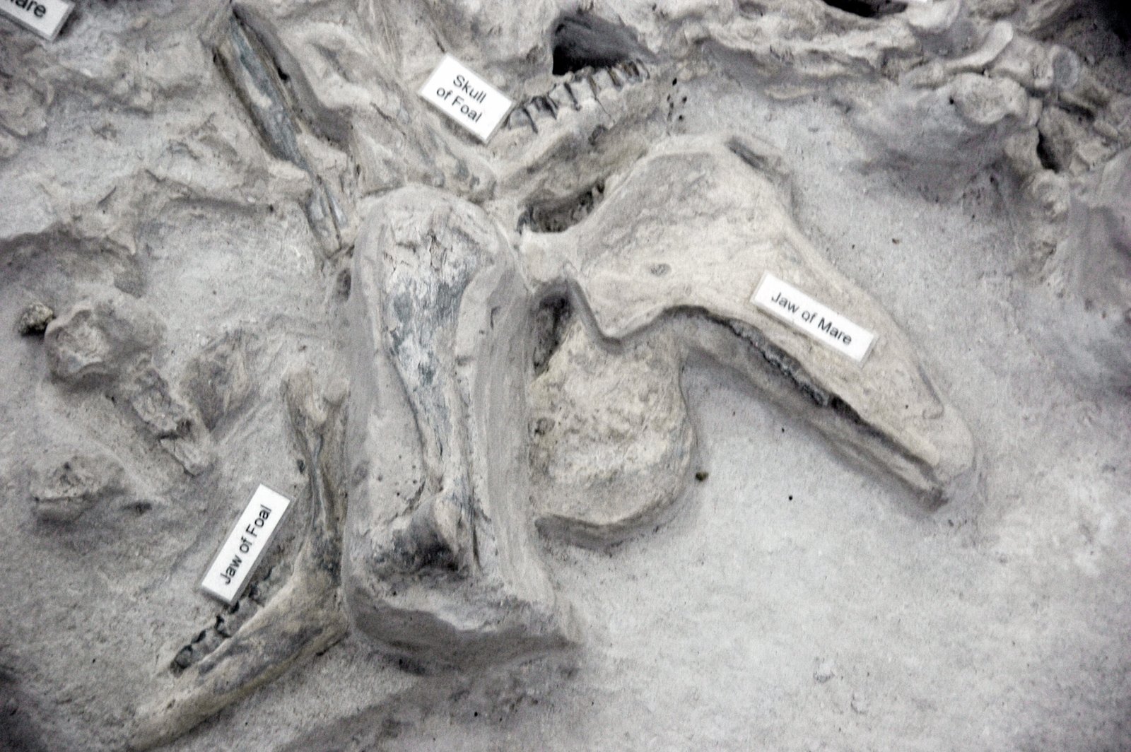 Volcanoes and Fossil Formation: A Delicate Balance (image credits: wikimedia)