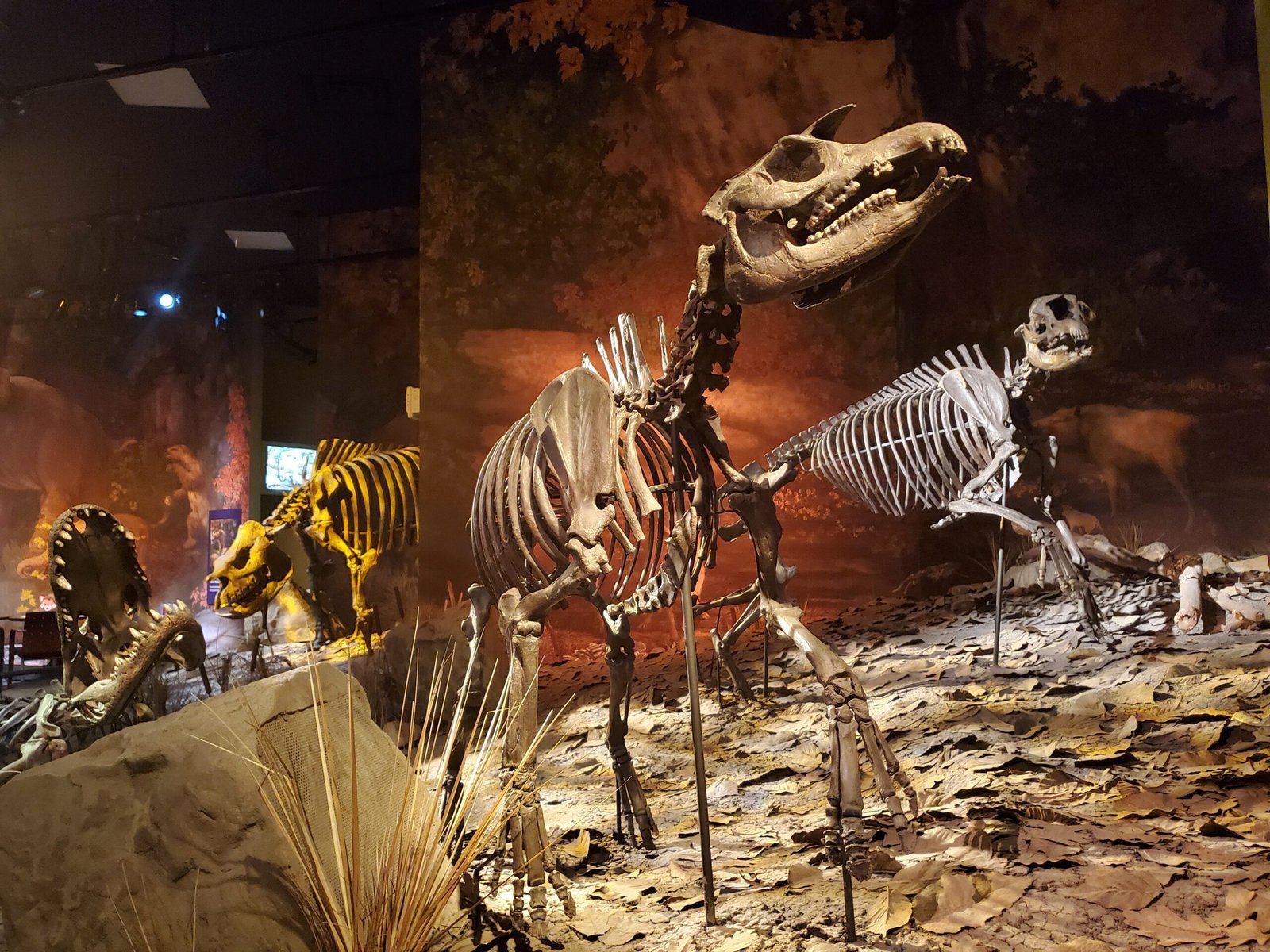 The Importance of Protecting Fossil Sites (image credits: wikimedia)