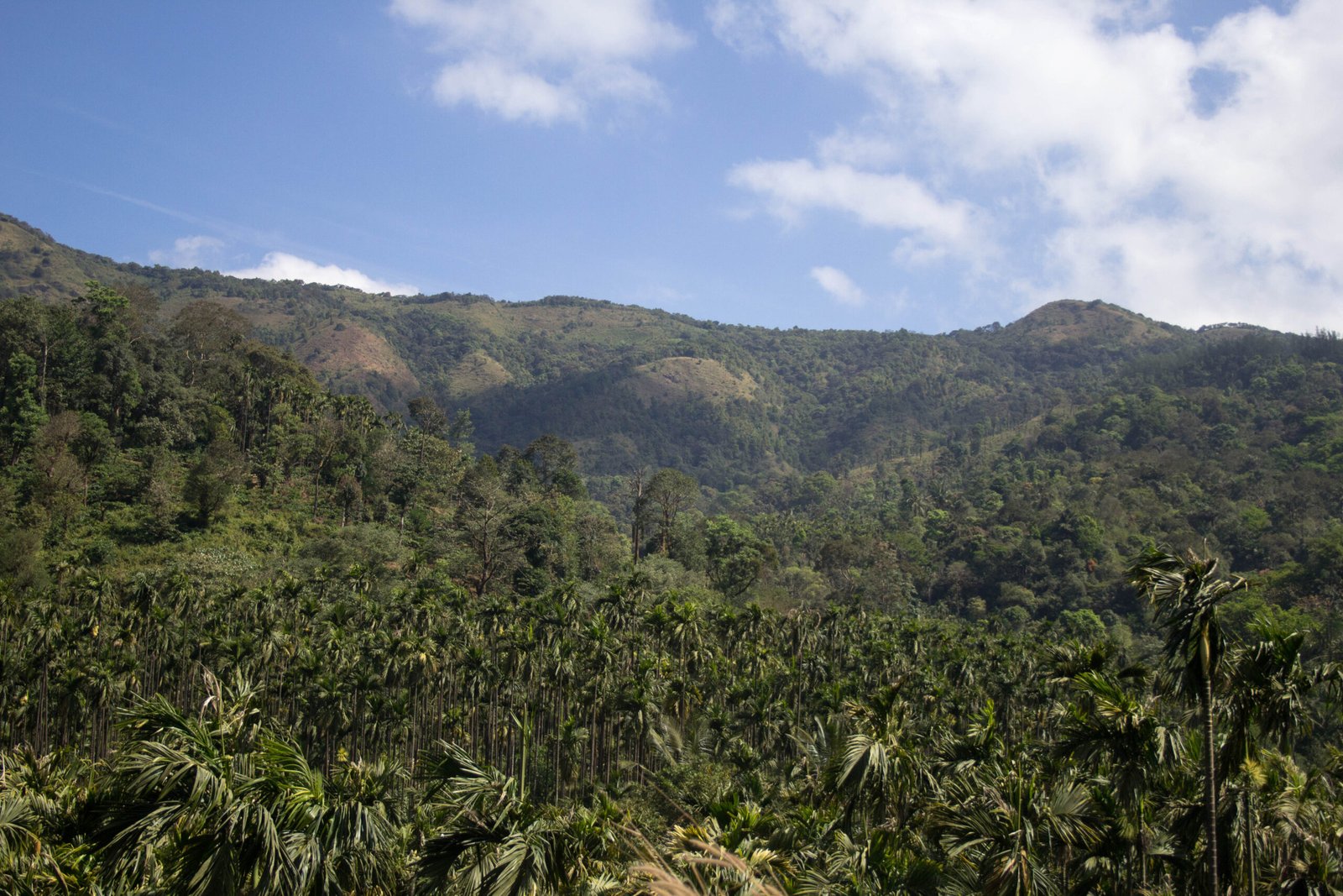 Rainforests: The Lungs of the Western Ghats (image credits: wikimedia)