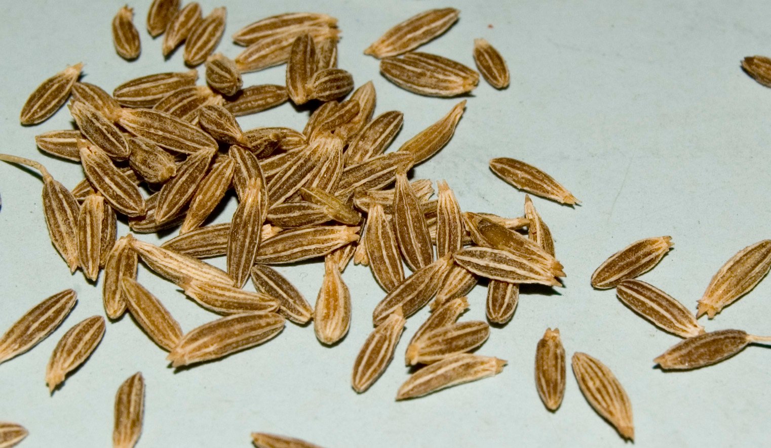 The Secret Life of Seeds (image credits: wikimedia)