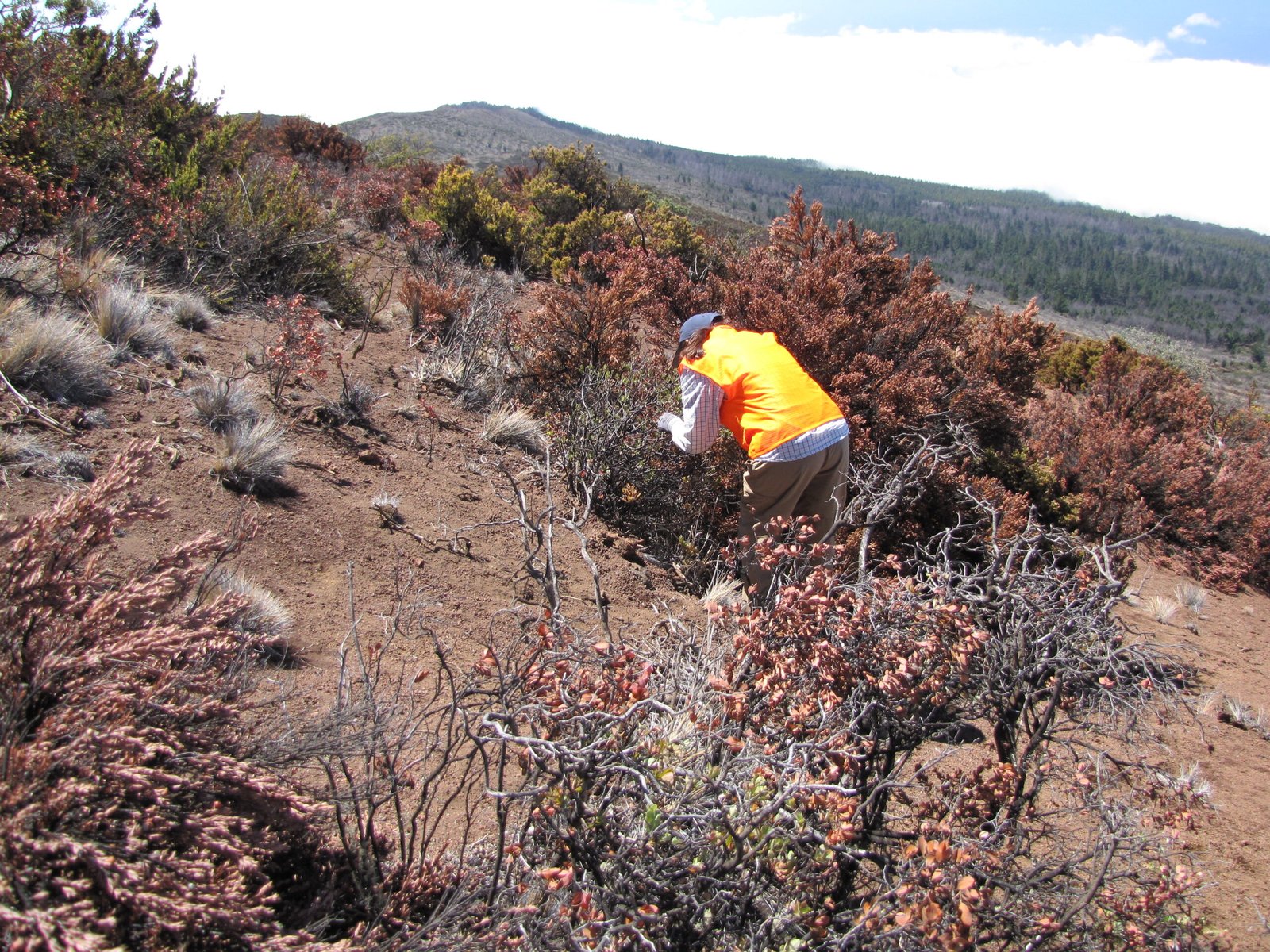 What Is Environmental Stress? (image credits: wikimedia)