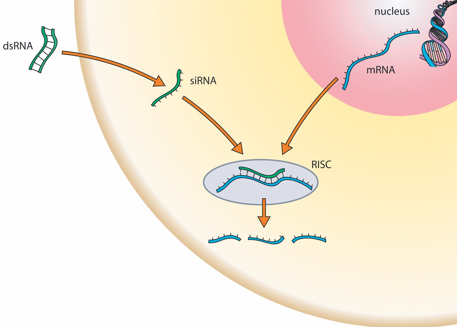 The Role of Small RNAs (image credits: wikimedia)