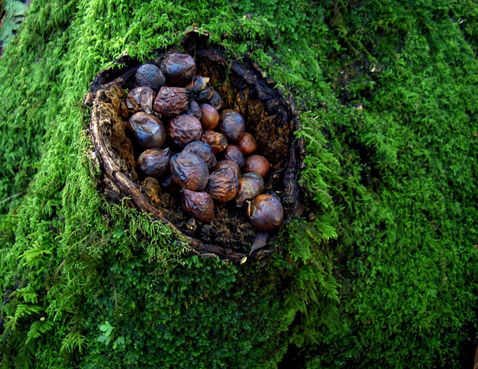 Seeds as Environmental Historians (image credits: wikimedia)