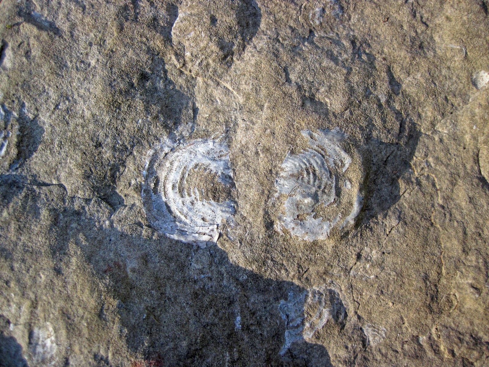 Fossil Riches: Time Capsules in Stone (image credits: wikimedia)