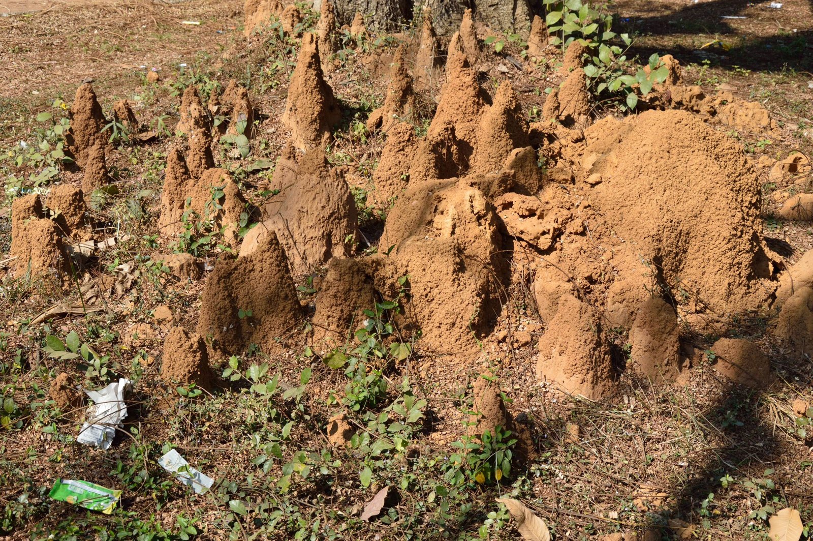 The Hidden World Inside a Termite Mound (image credits: wikimedia)