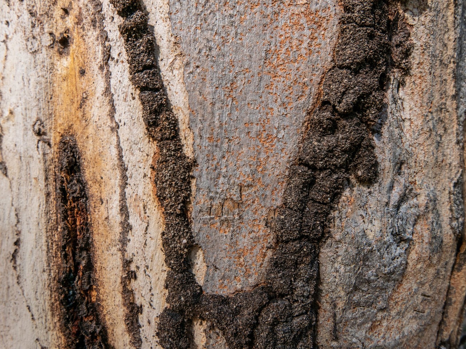 Termites: Nature’s Master Soil Engineers (image credits: wikimedia)