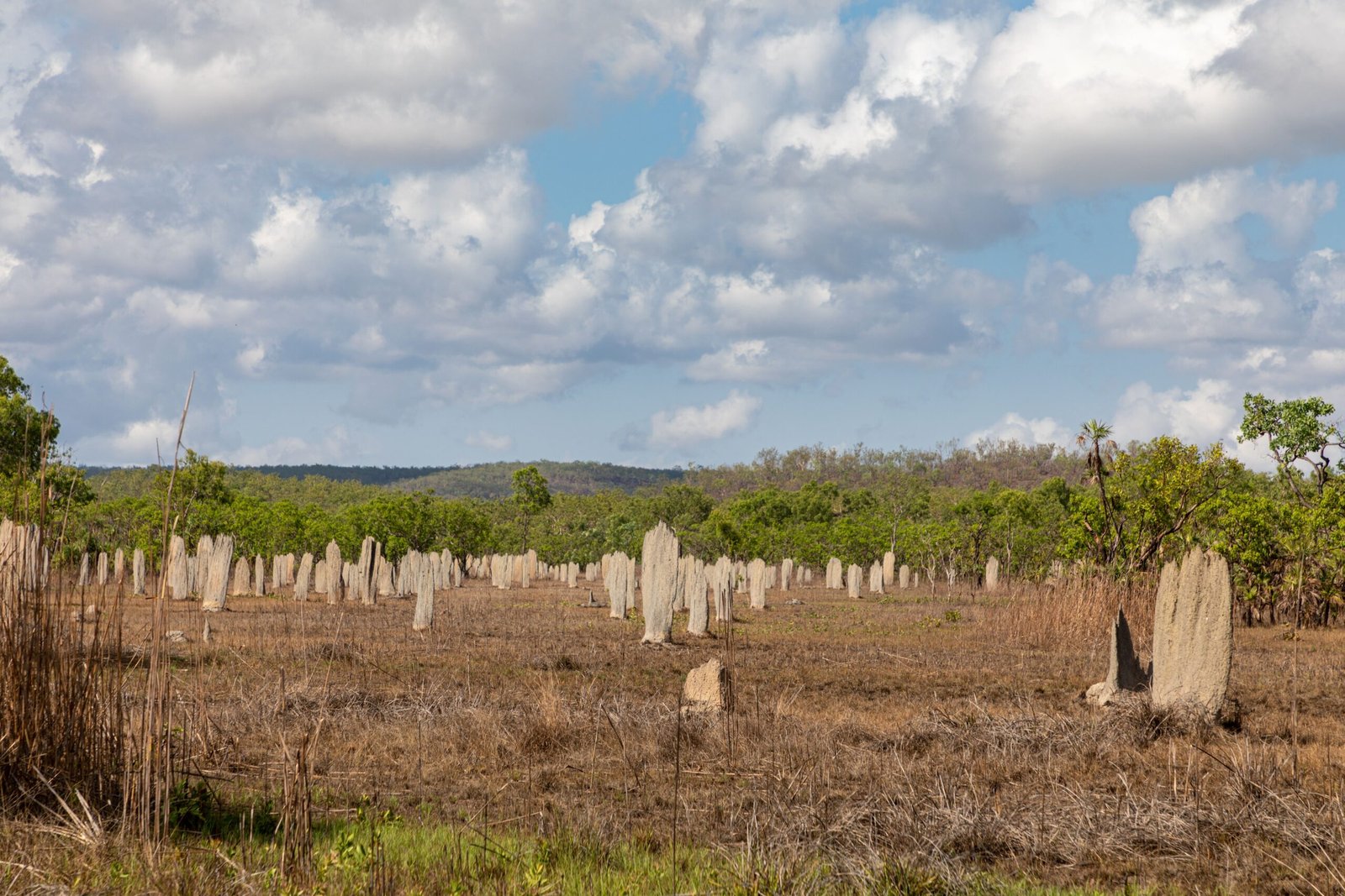 Fighting Desertification, One Mound at a Time (image credits: wikimedia)