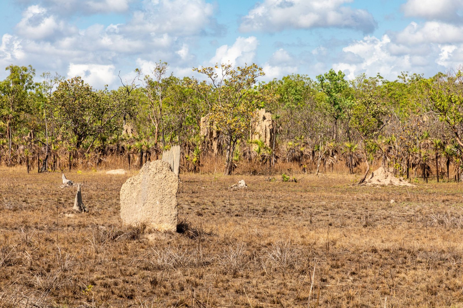 Termite Mounds and Carbon Storage (image credits: wikimedia)