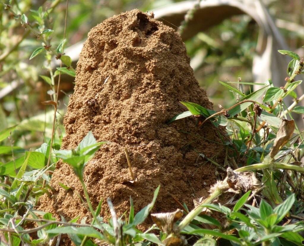 Modern Technology Meets Ancient Mounds