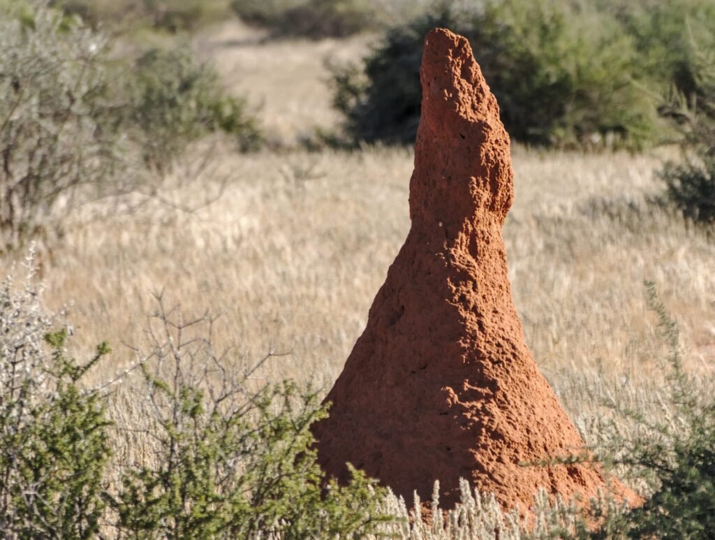 The Global Reach of Termite Mounds