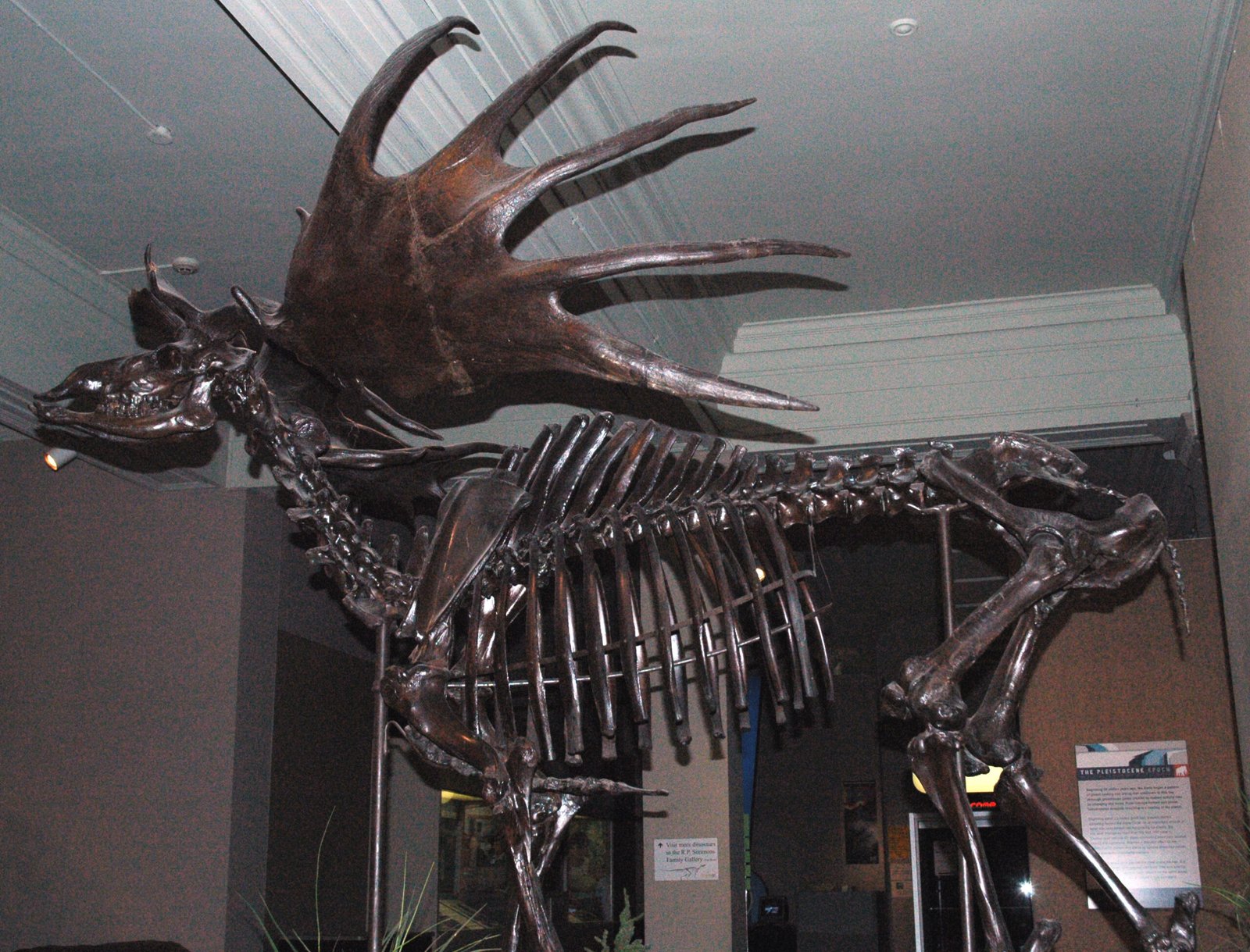 The Bones Beneath the City (image credits: wikimedia)