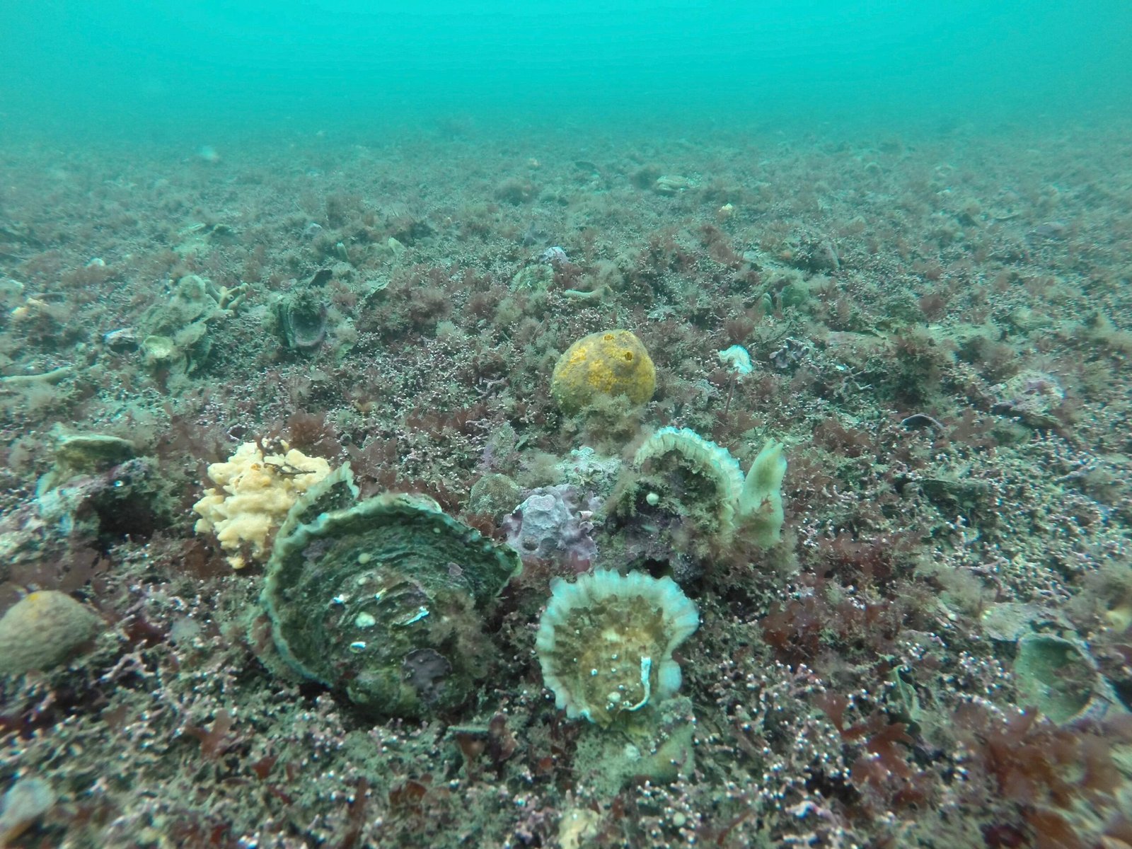 Human Impacts: Chemical Pollution (image credits: wikimedia)