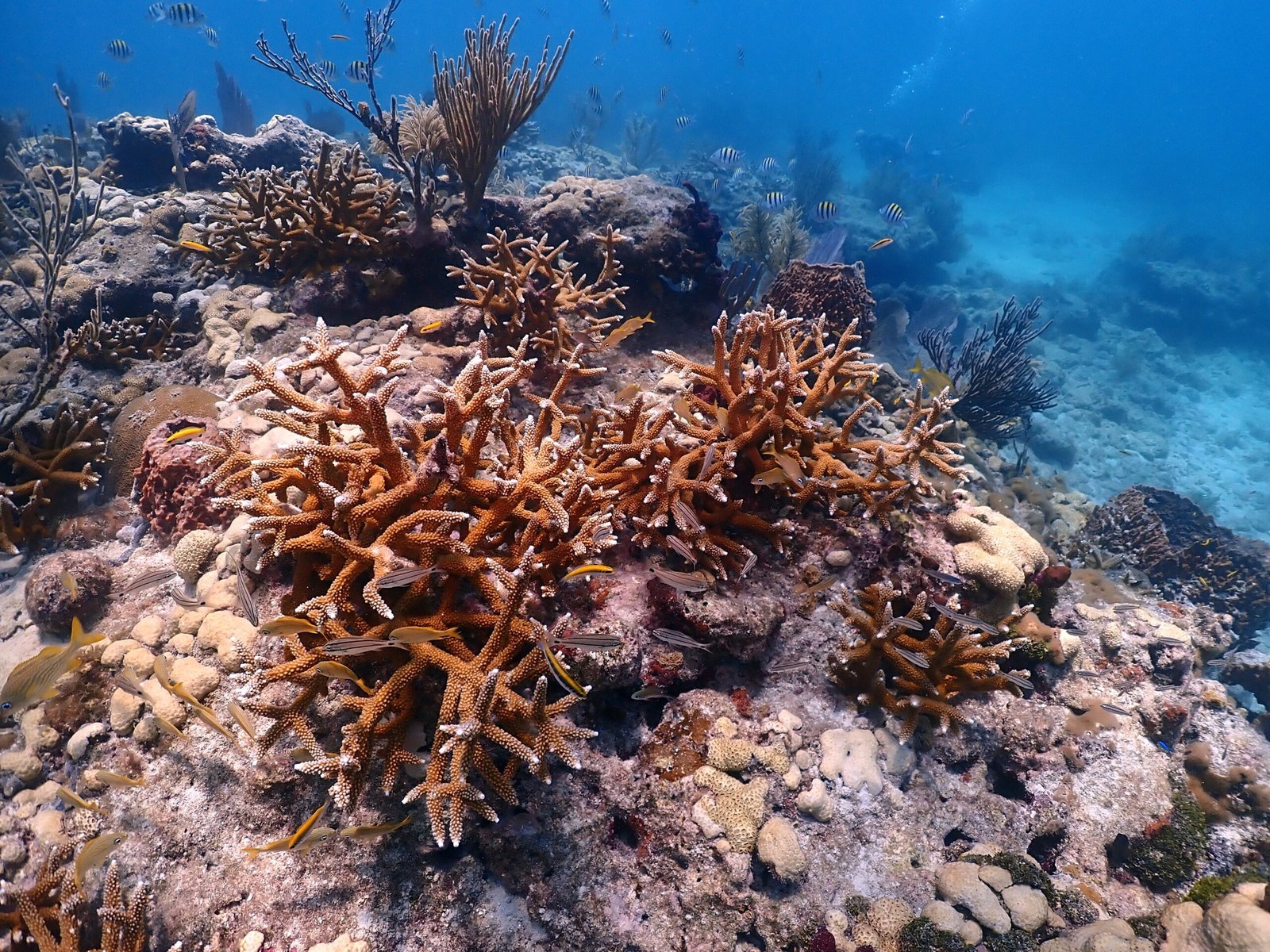 Symbiotic Relationships: Chemical Trust (image credits: wikimedia)