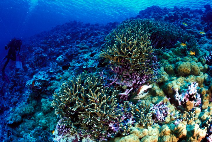 The Ancient Coral Wonderland Beneath Singapore (image credits: wikimedia)