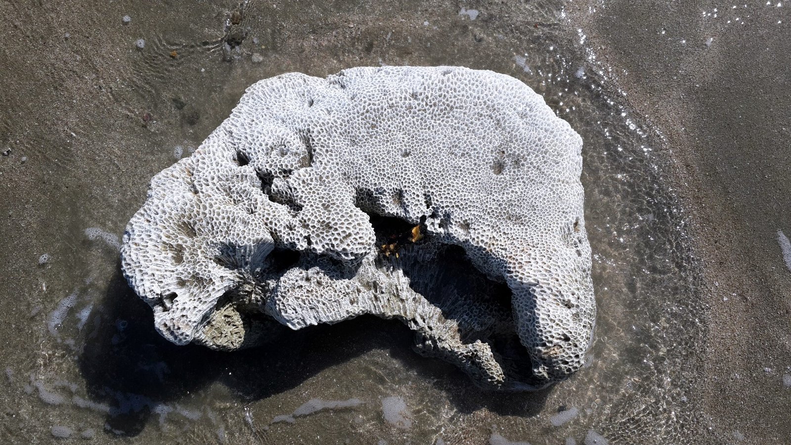 The Science of Fossil Corals: Clues from the Past (image credits: wikimedia)