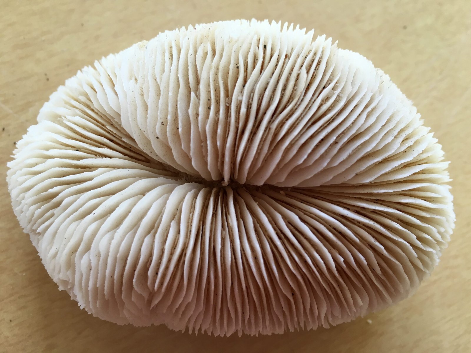 Climate Clues Hidden in Coral Skeletons (image credits: wikimedia)