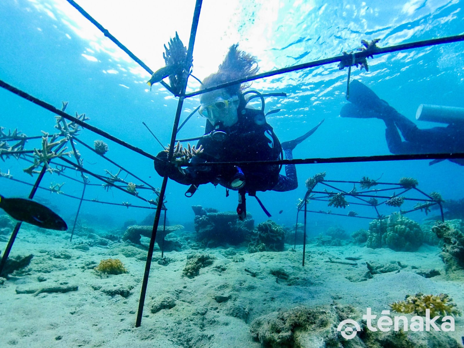 Restoration Dreams: Bringing the Coral Back (image credits: wikimedia)