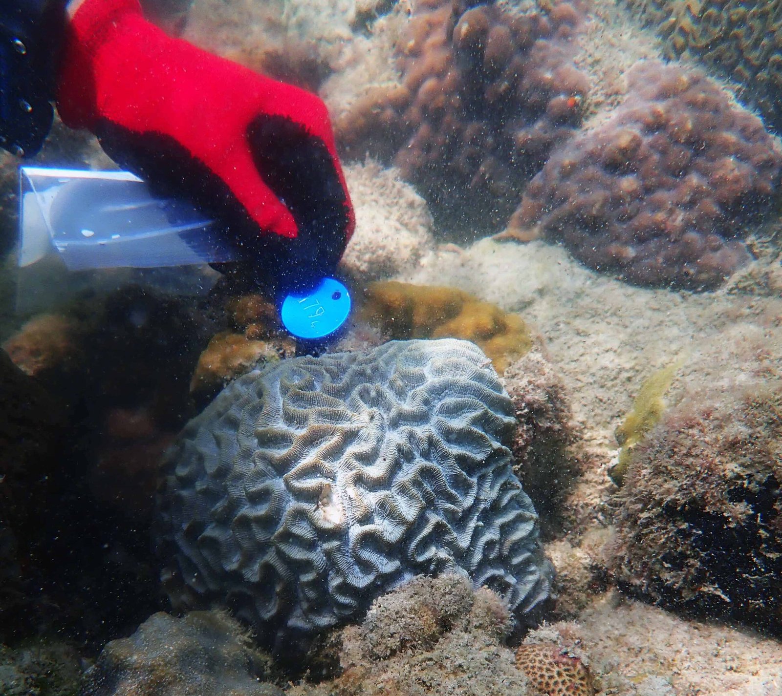 Innovative Solutions: Artificial Reefs and Urban Marine Parks (image credits: wikimedia)