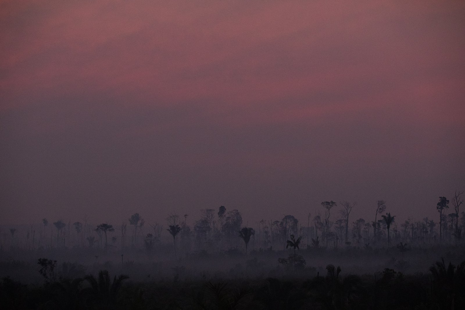 The Role of Fire: When the Forest Burns, the World Dries Out (image credits: wikimedia)
