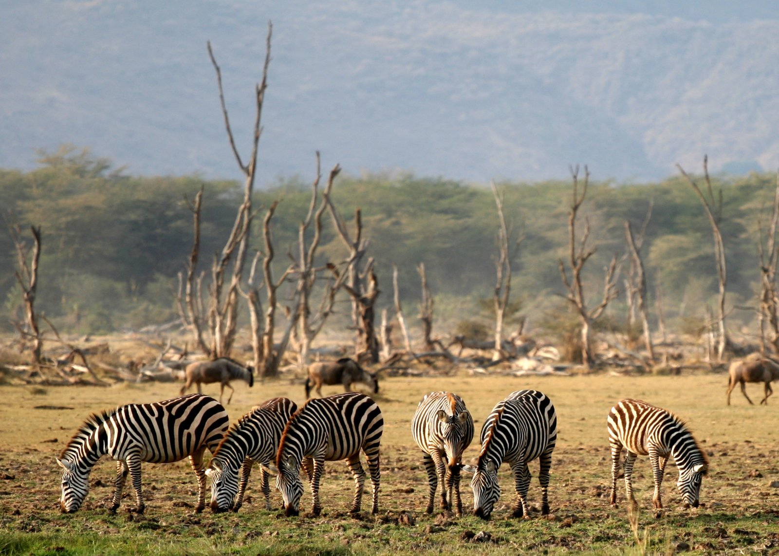 The Impact on Animal Behavior and Social Structures (image credits: wikimedia)