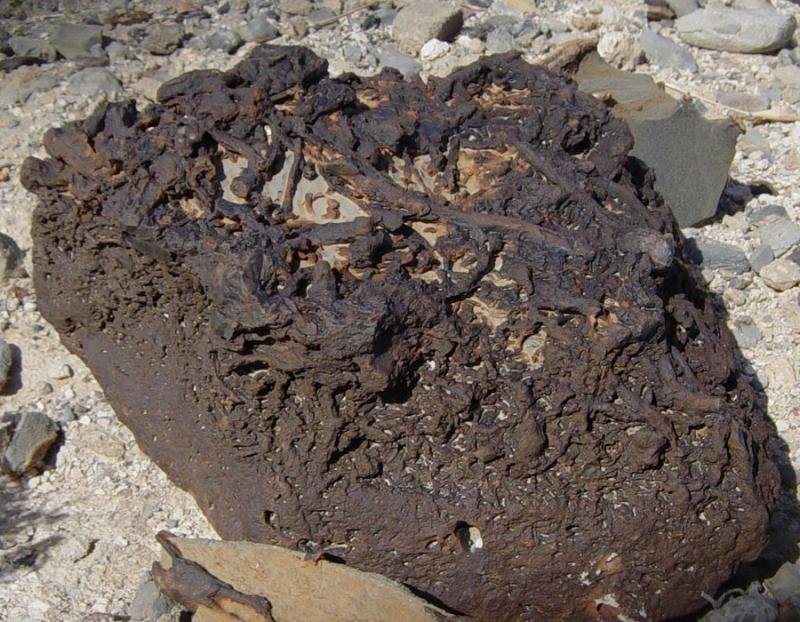 Trace Fossils: More Than Bones and Shells (image credits: wikimedia)