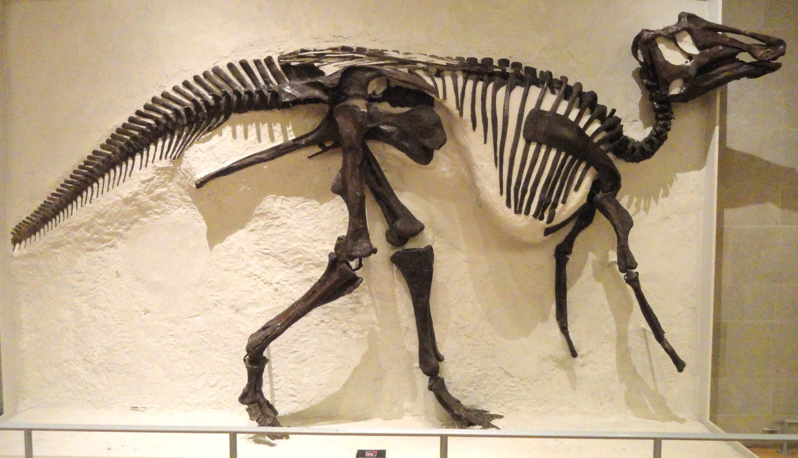 What Alberta’s Fossils Teach Us About Change (image credits: wikimedia)