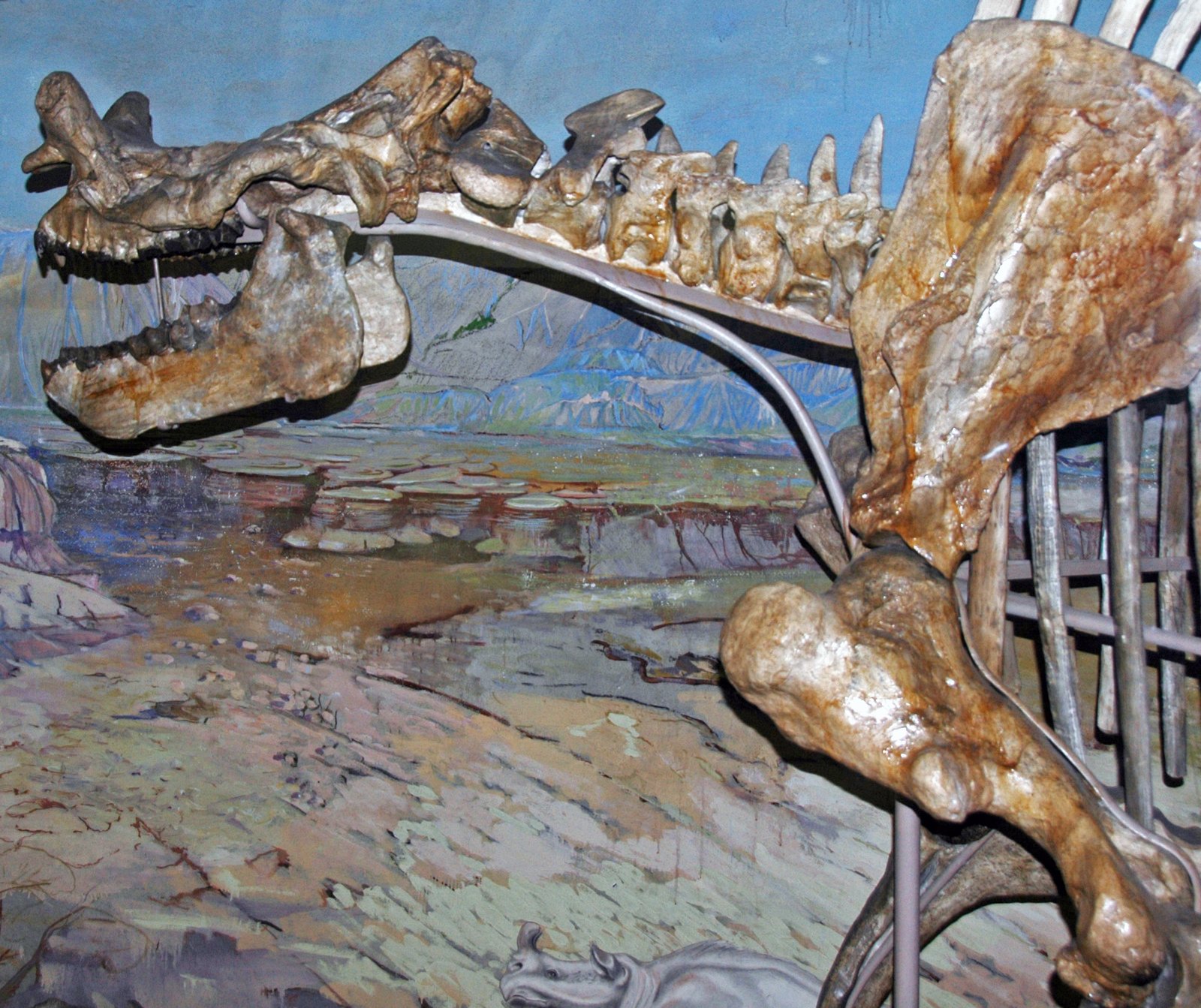 Odd-Toed Ungulates: Horses and Rhinoceroses (image credits: wikimedia)