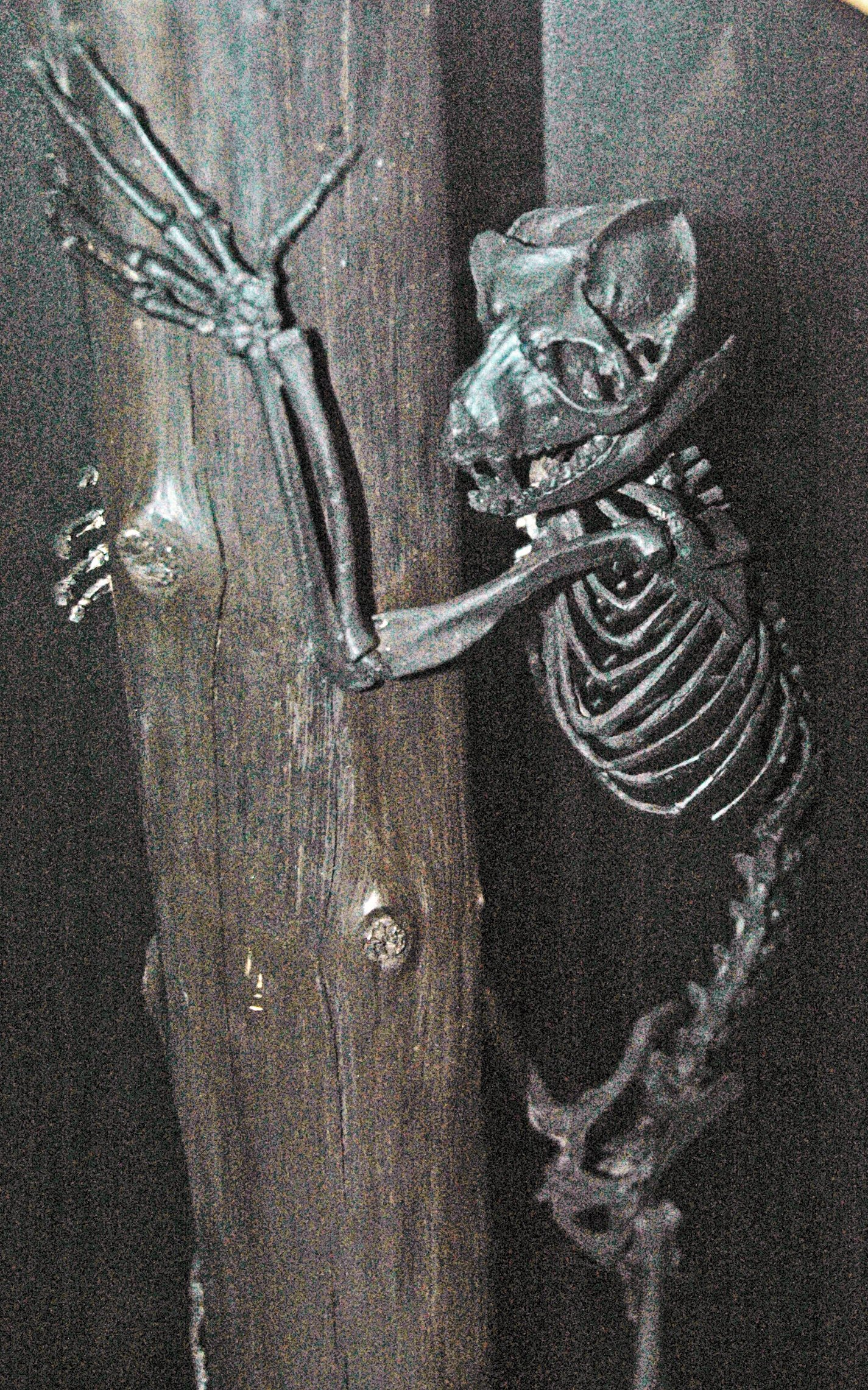 Early Primates and Small Mammals (image credits: wikimedia)