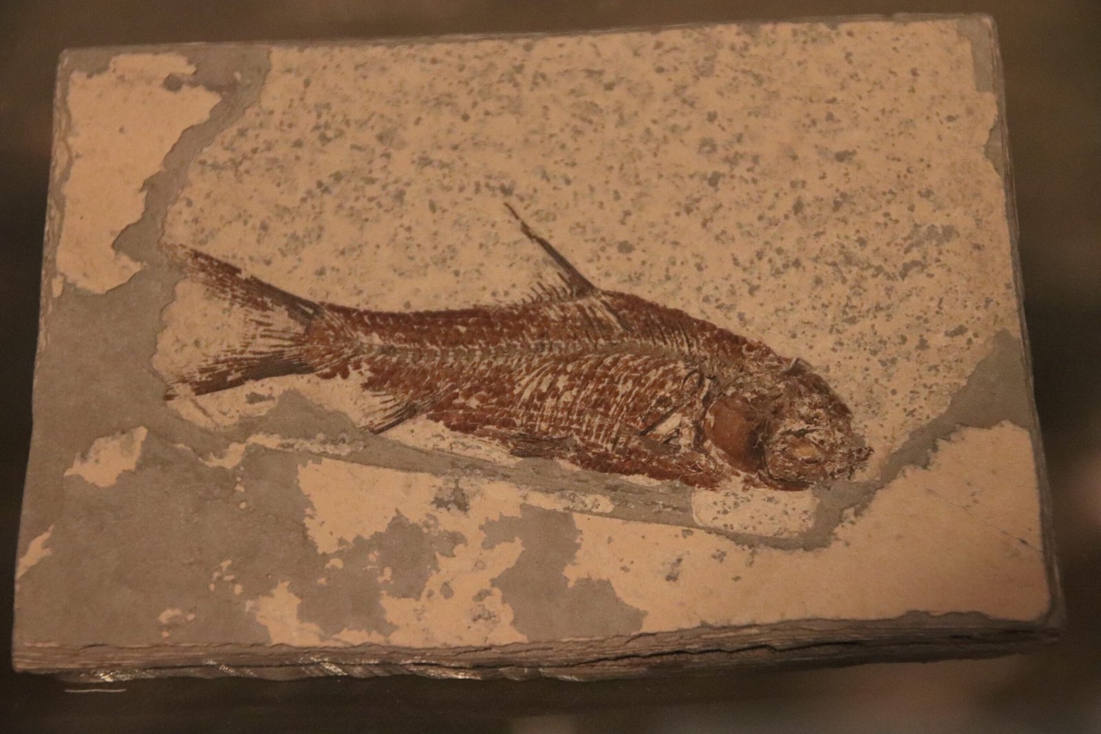 Prehistoric Fish and Aquatic Life (image credits: wikimedia)