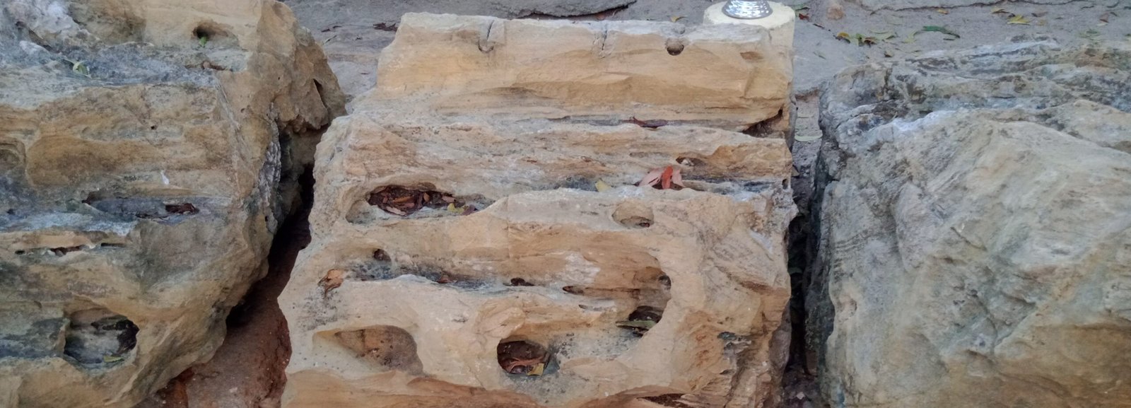 Plant Fossils: Reconstructing Lost Forests (image credits: wikimedia)