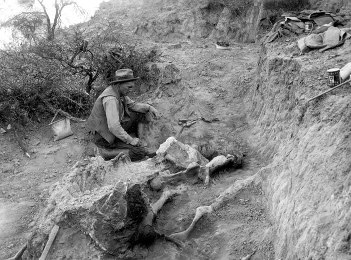 The Role of Paleontologists: Unearthing Tehran’s Secrets (image credits: wikimedia)