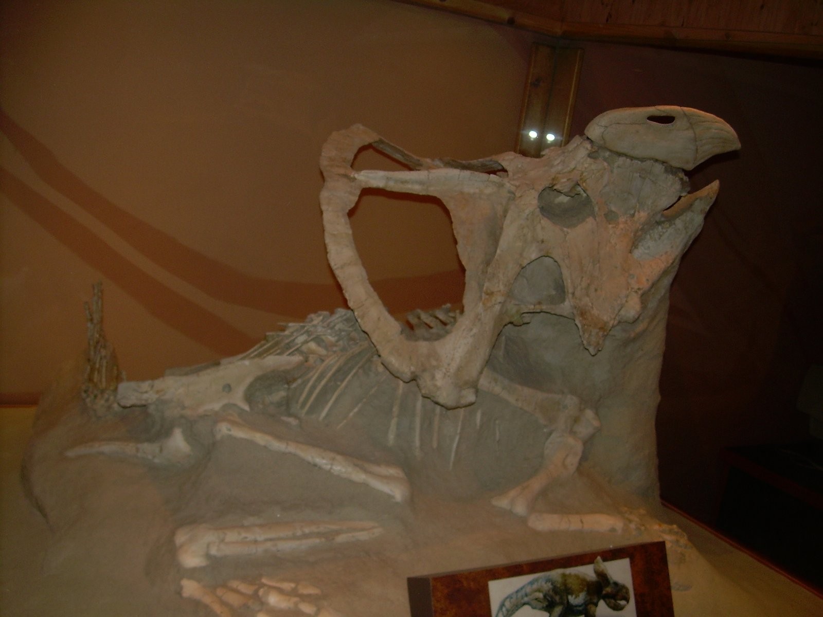 Connecting Tehran’s Fossils to Global Prehistory (image credits: wikimedia)
