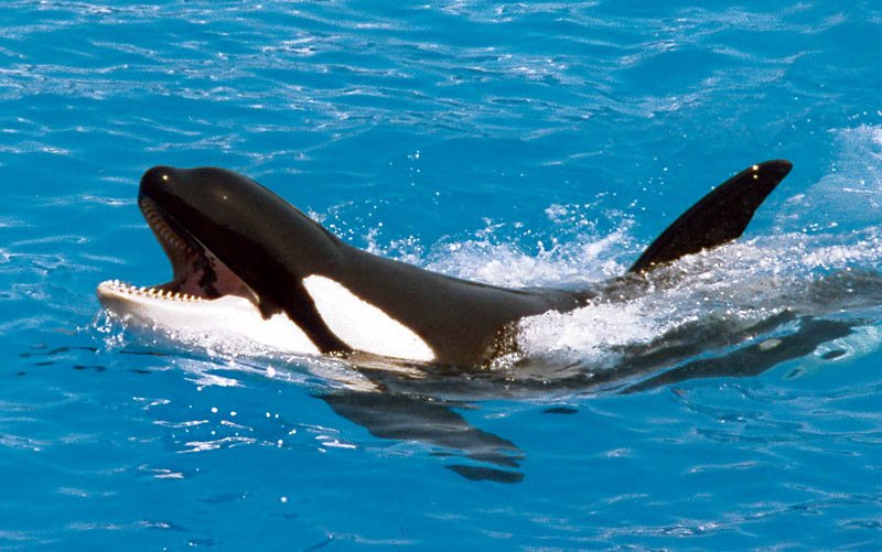 Captive Orcas: A Life in the Fishbowl (image credits: wikimedia)