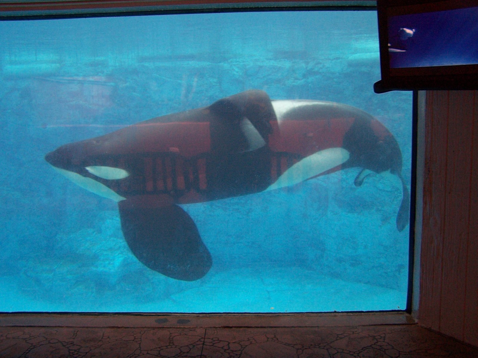 Conservation Claims: Fact or Fiction? (image credits: wikimedia)