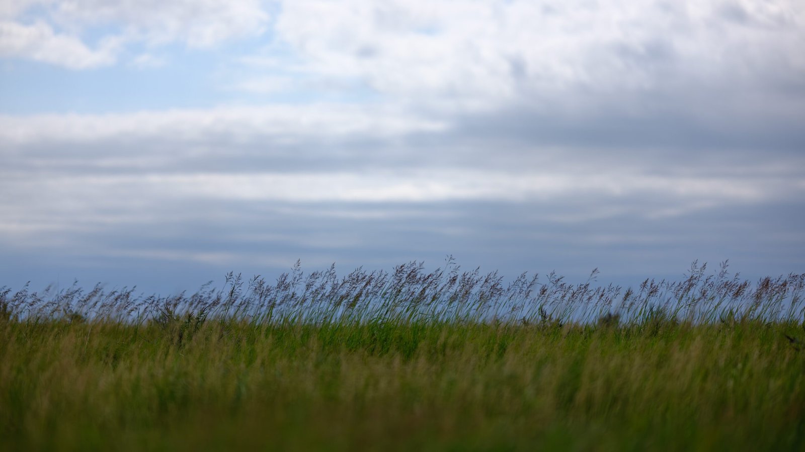 Wildlife Adaptation in a Post-Glacial City (image credits: wikimedia)