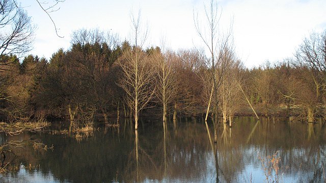 The Astonishing Discovery of Submerged Forests (image credits: wikimedia)