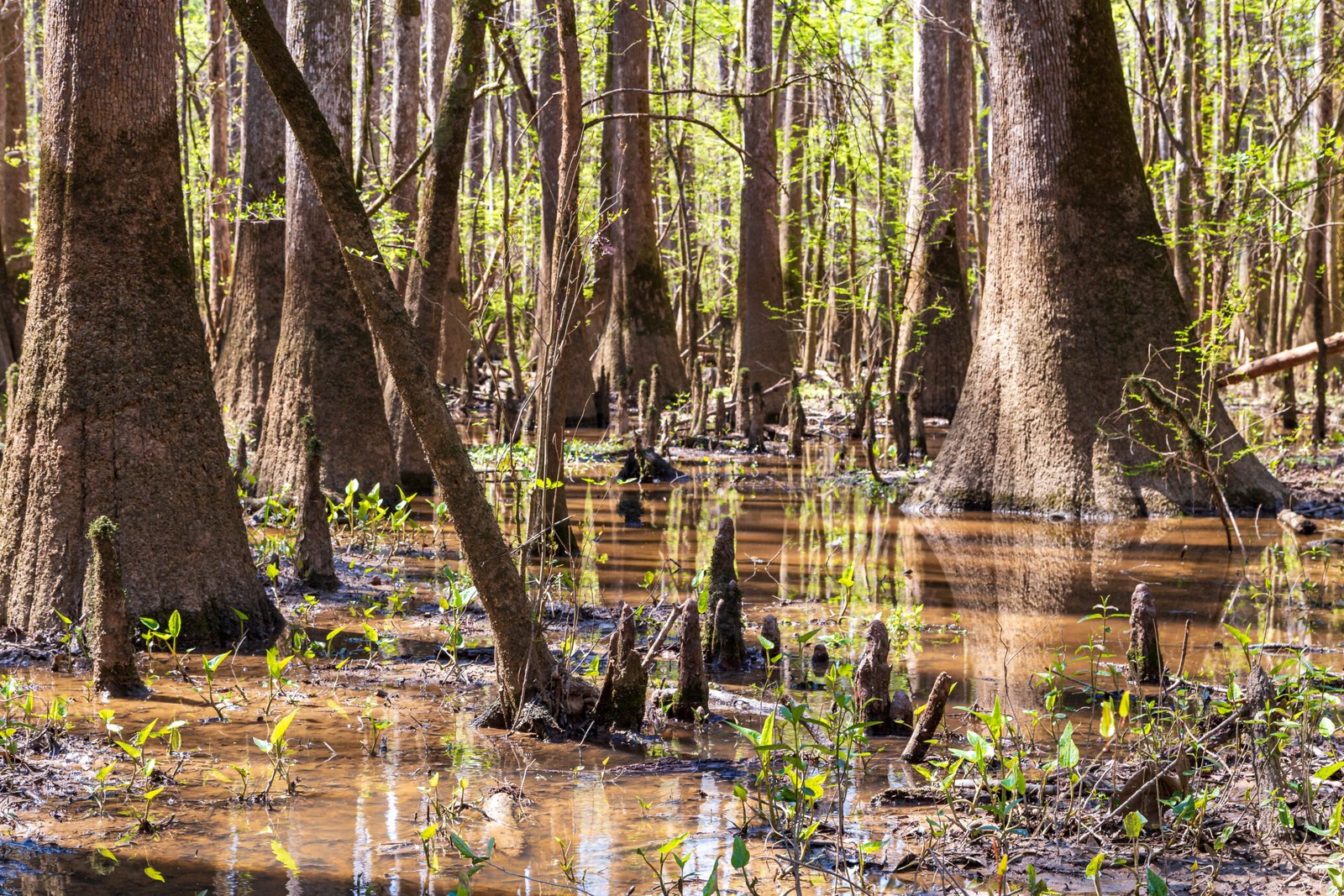 Case Study: The Sunken Bald Cypress Forest (image credits: wikimedia)