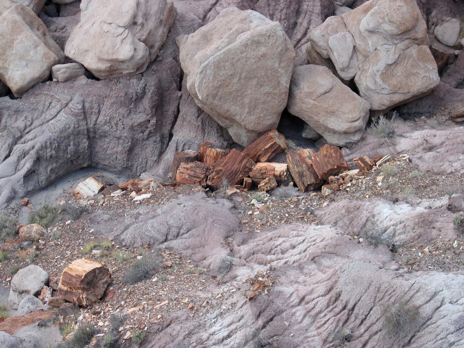 Fossil Forests and the Carbon Cycle (image credits: wikimedia)