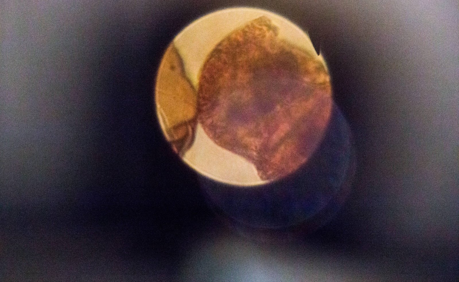 Fossilized Pollen: Microscopic Time Capsules (image credits: wikimedia)