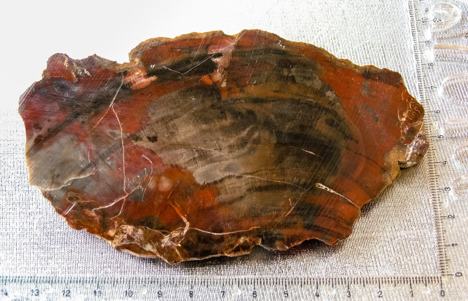 Unraveling the Mysteries of Ancient Biodiversity (image credits: wikimedia)