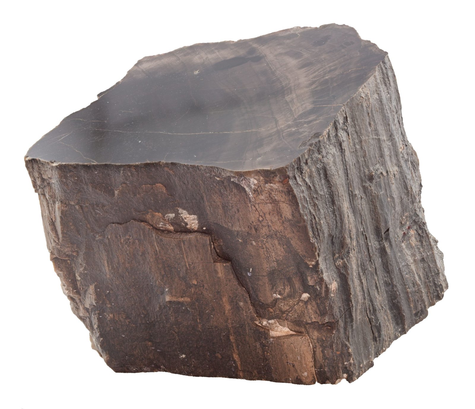 The Challenge of Dating Fossilized Forests (image credits: wikimedia)